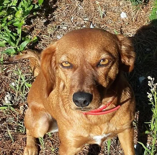 阿格尼斯别墅住宿加早餐旅馆 3* 巴德希